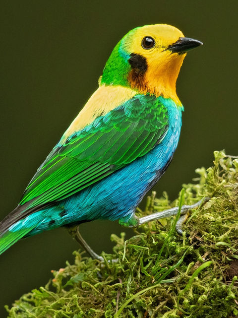 Birding Tours Colombia