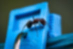 closeup-ant-blue-colored-surface.jpg