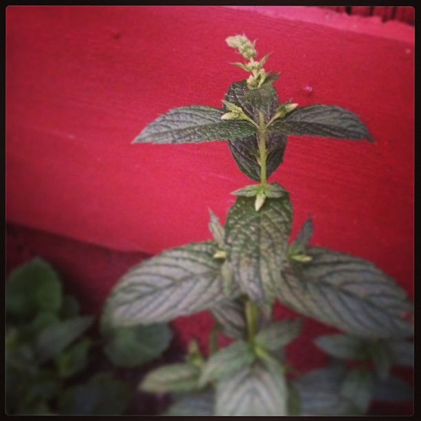 #mintblossums