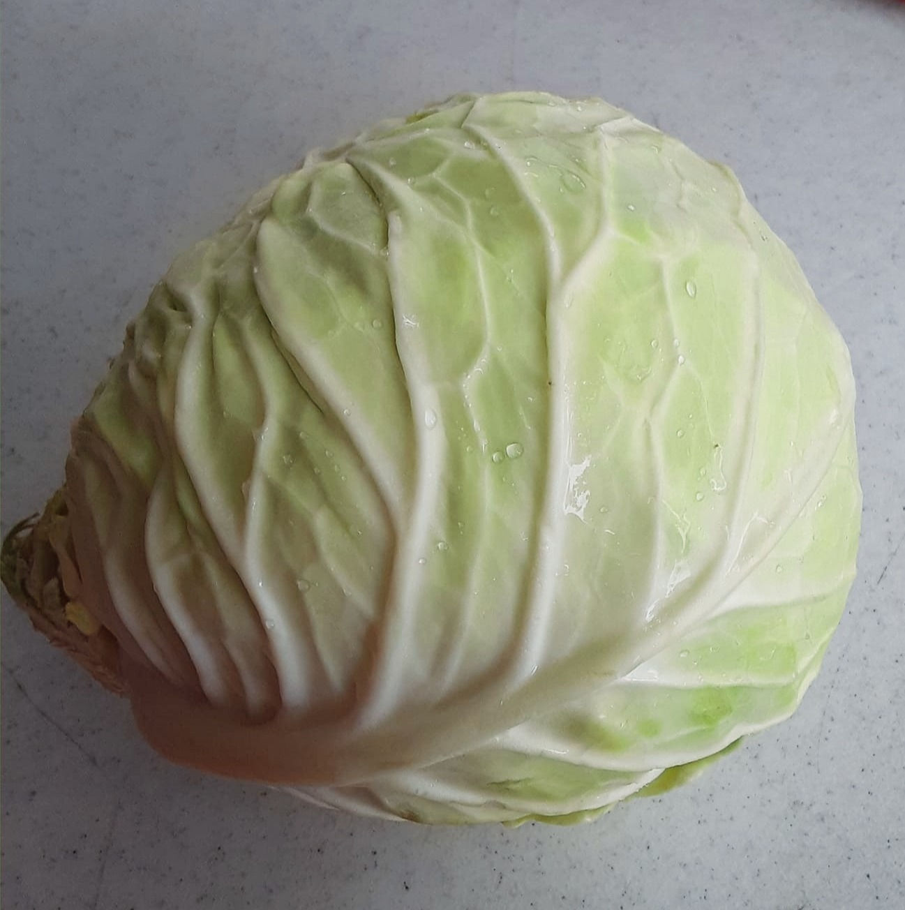 Cabbage