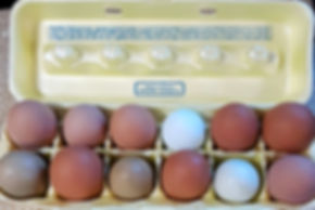 Farm Fresh Eggs