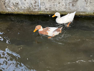 アネックスのアヒルたち