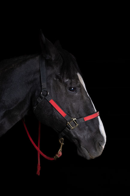 noble-sierra-p2-selects-09