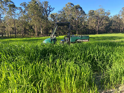 Large grass paddocks
