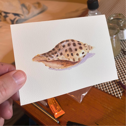 shell