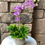 Thumbnail: Simply Orchid Arrangement