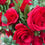 Thumbnail: Crimson Beauty Bouquet