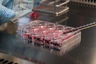 Stem-Cell-Culture-in-a-Laboratory-178483185_1255x837.jpeg