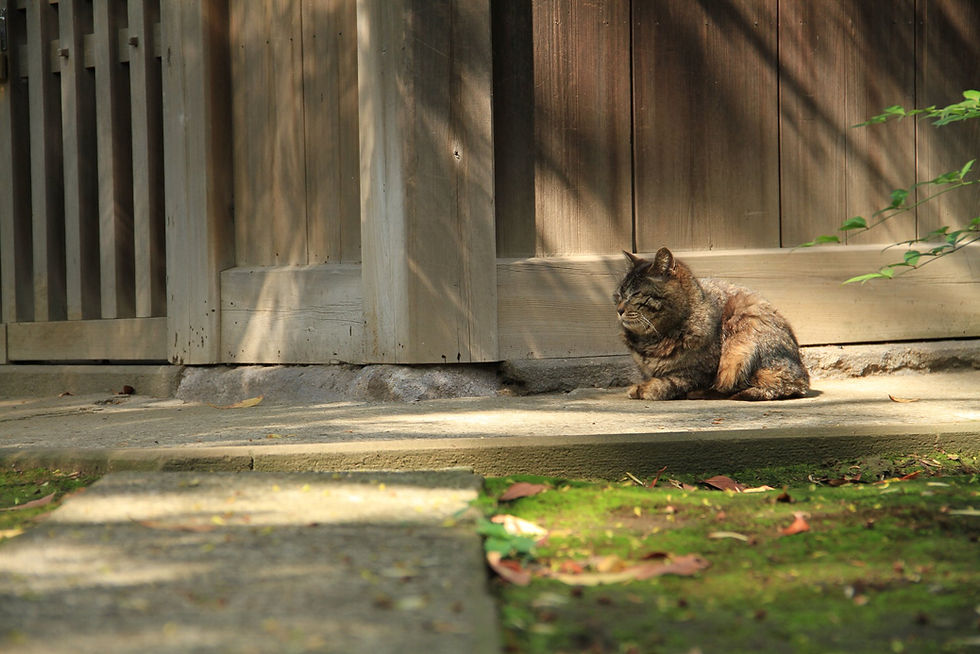 猫（住人）
