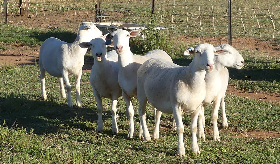 Type 3 Ewes for Sale 1.3.png