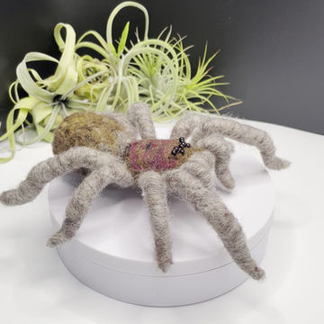 Thumbnail: Chilean Rose Hair Tarantula