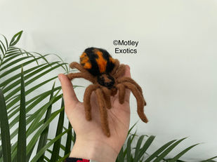 Colombian Pumpkin Patch Tarantula (Hapalopus sp. Colombia) with fluffy abdomen