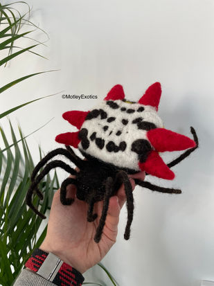 Spiny-backed Orb Weaver (Gasteracantha cancriformis)