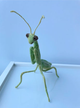 Egyptian Pygmy Mantis (Miomantis paykullii)