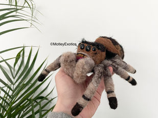Regal Jumping Spider (Phidippus regius)