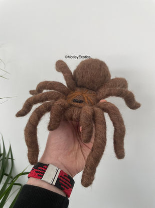 Giant Goliath Birdeater Tarantula (Theraphosa stirmi)