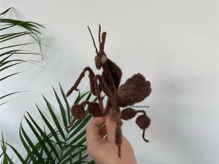 Ghost Mantis (Phyllocrania paradoxa)