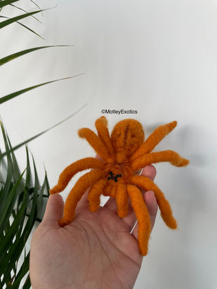 Orange Baboon Tarantula (Pterinochilus murinus)