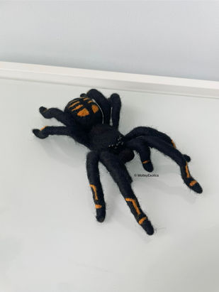 Venezuelan Sun Tiger Tarantula (Psalmopoeus irminia)