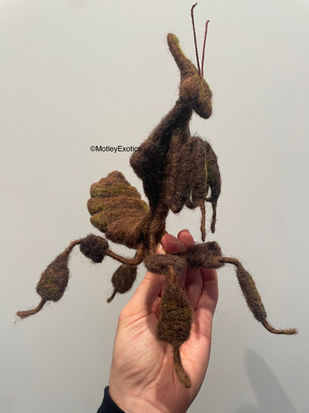 Ghost Mantis (Phyllocrania paradoxa)
