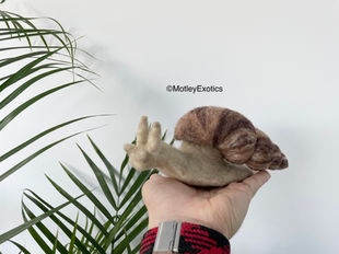 Giant African Land Snail (Achatina reticulata)