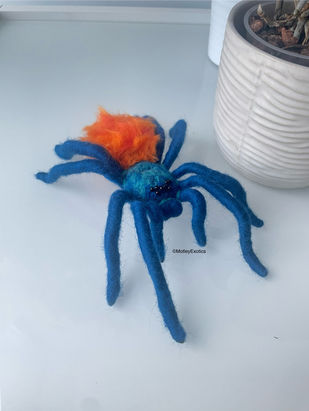 Green Bottle Blue Tarantula (Chromatopelma cyaneopubescens) with fluffy abdomen
