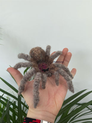 Chilean Rose Hair Tarantula (Grammostola rosea)