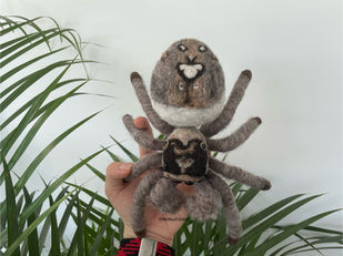 Regal Jumping Spider (Phidippus regius) birds-eye view