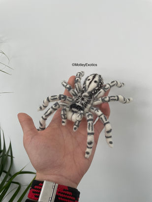 Togo Starburst Baboon Tarantula (Heteroscodra maculata)