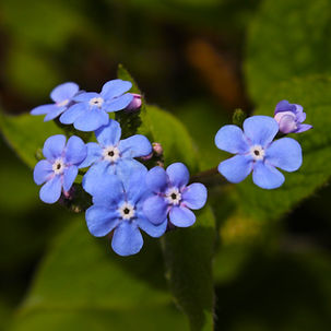 Forget-me-nots- spring 2026 (1).JPG