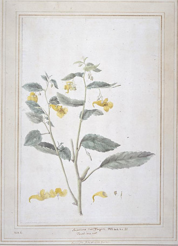 Flowers.jpg