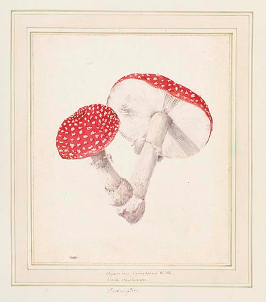 1792 Mushrooms.jpg