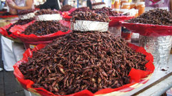 detacda-insectos