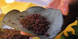 chapulines