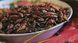 chapulines-mexico-gastronomia