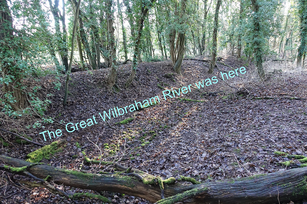 Wilbraham Warbler May 2026