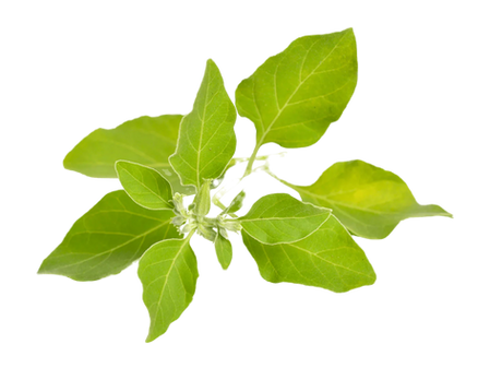 Ashwaganda