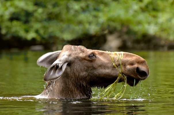 Orignal dans l'eau, réserve faunique des Laurentides