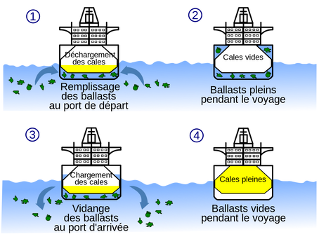 L'impact des espèces exotiques envahissantes