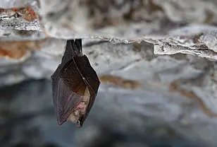 Chauve souris québec