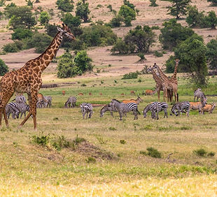 Giraffes Zebras Antelopes.jpg