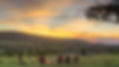 Sundowners.jpeg