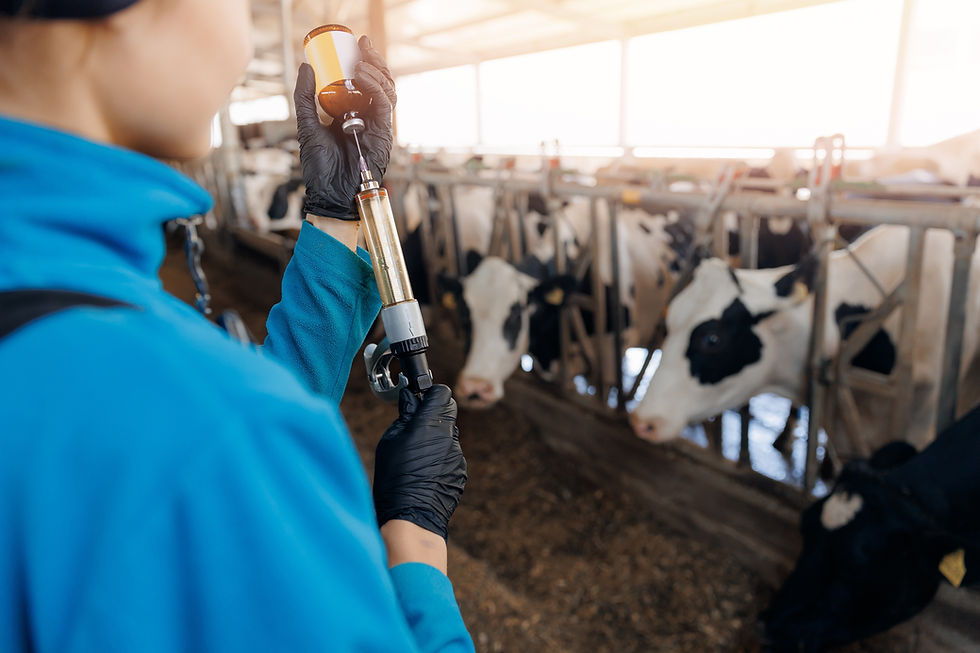 Photo of a vaccination syringe being prepared for administration to a herd of cows