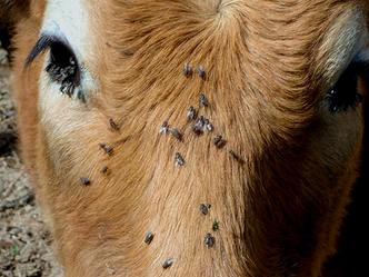 Flies on a cow's brow
