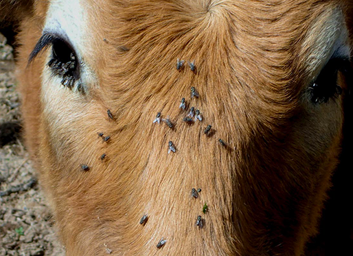 Flies on a cow's brow