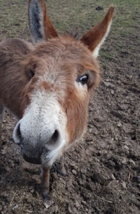 A photo of Henry the donkey