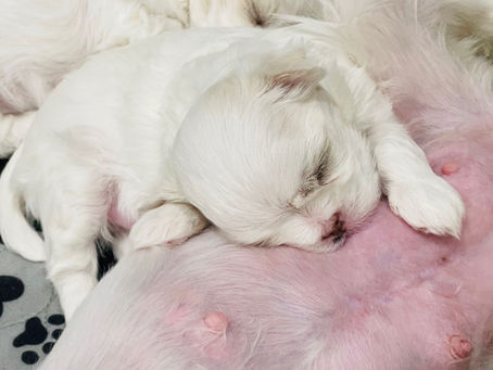 PUPPIES AVAILABLE!! 🐾🐾❤️