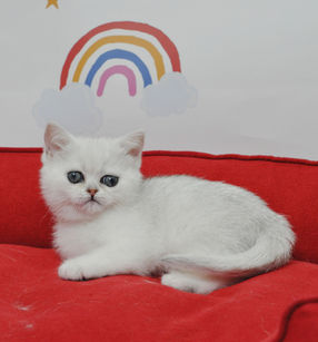 Маленький британський котик, що спокійно лежить на м’якому дивані.