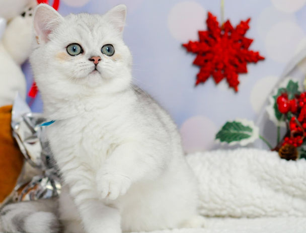 Блискучі очі британського котика, що відбивають світло кімнати