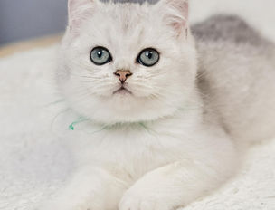 Кошеня британської породи дивиться прямо в камеру